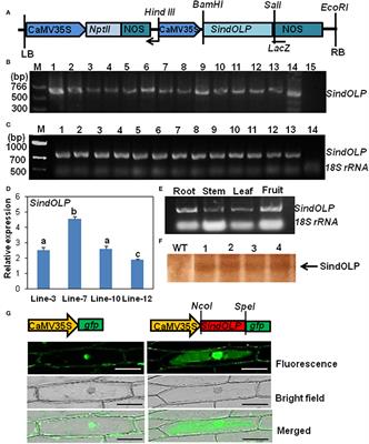 Overexpression of a New Osmotin-Like Protein Gene (SindOLP) Confers Tolerance against Biotic and Abiotic Stresses in Sesame
